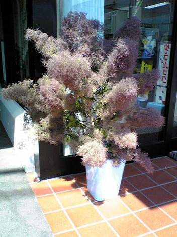 スモークツリー