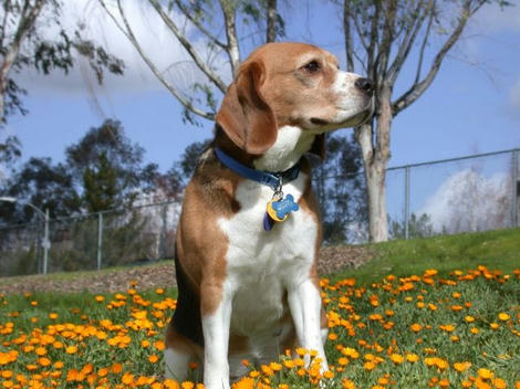 Beagle_640.jpg