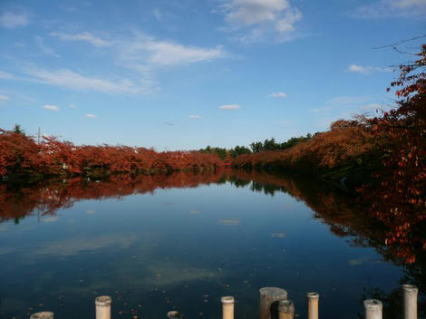 紅葉