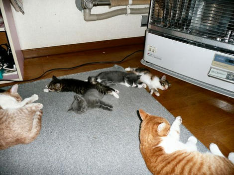 猫＆ストーブ