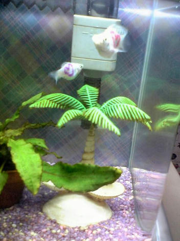 魚