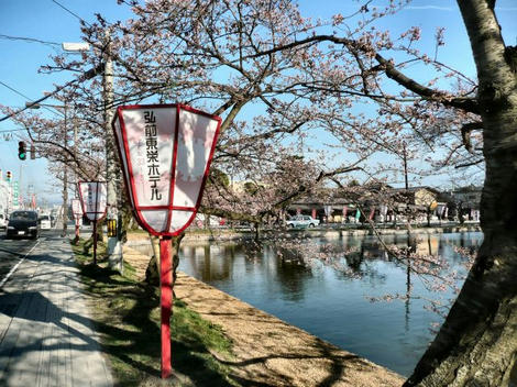 桜1