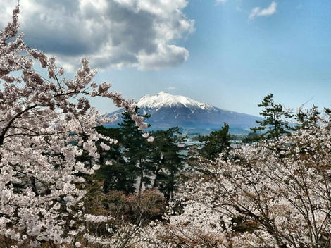 観桜会1