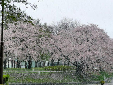 雪桜
