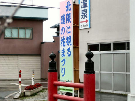 蓮1