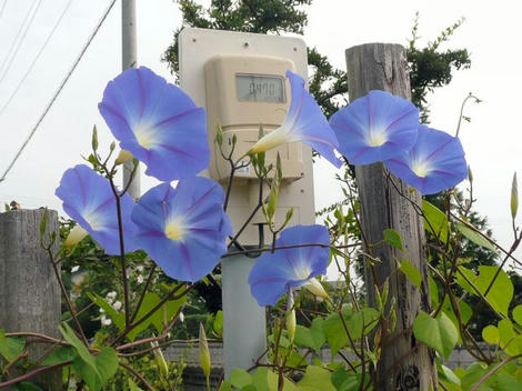 あさがお