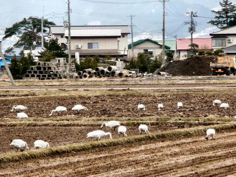 hakutyou