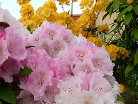 つつ花