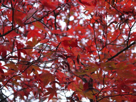 P1040568_800.jpg