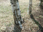 DSCF2228.jpg
