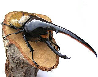 5万円以上していた