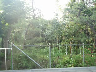 c874d278.jpg