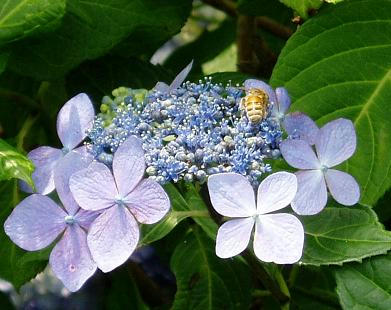 紫陽花とミツバチ