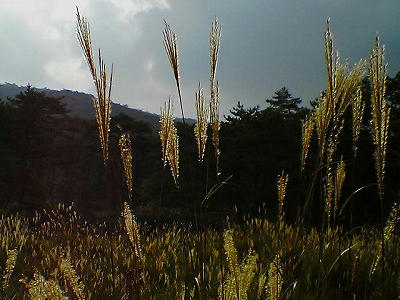 ebinokougen