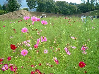 cosmos1