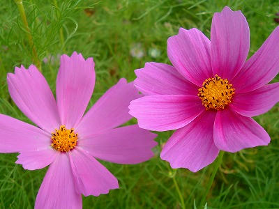 cosmos2