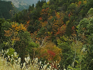 kouyou