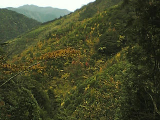 kouyou-2