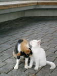CIMG0051.JPG