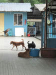 SPCA2.jpg