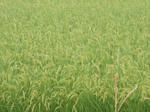 DSCN1475.JPG
