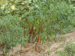 DSCN1471.JPG