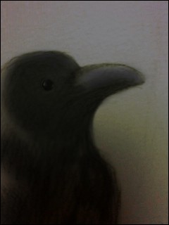 ハシブトガラス