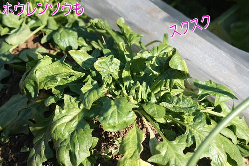 2335607e.jpg