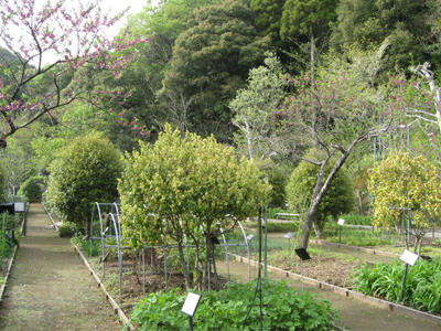 城西大学薬草園