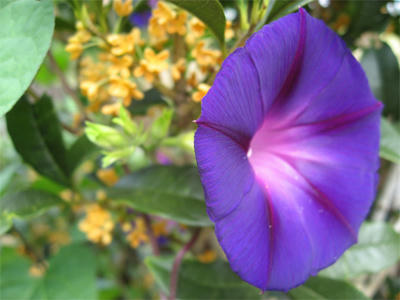 補色のお花
