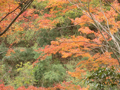 養老渓谷の紅葉
