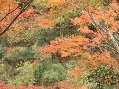 養老渓谷の紅葉