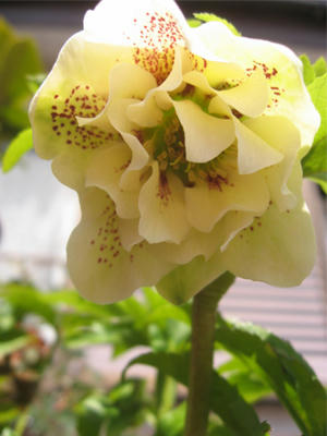 八重咲きちゃん