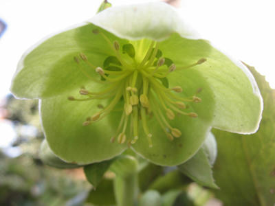 アーグティフォリウス