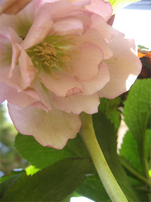 ピンク八重咲き