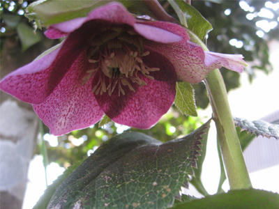 オリエンタス１