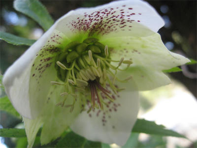 オリエンタス２