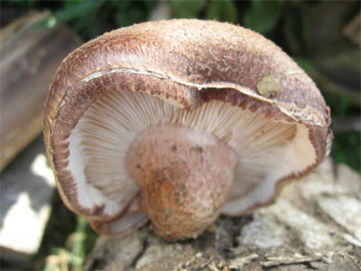 シイタケなのか？