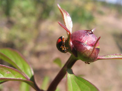 二星てんとう虫