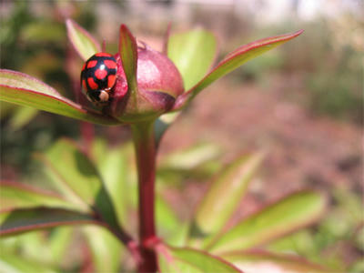 八星てんとう虫