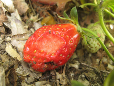 2010年の虫食いのいちご