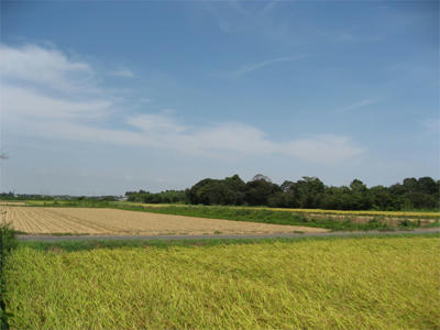 田んぼ