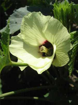 オクラの花