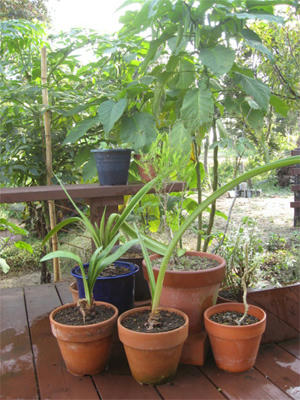 鉢植えの整理整頓