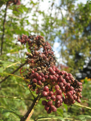 the seed of japanese pepper,2010