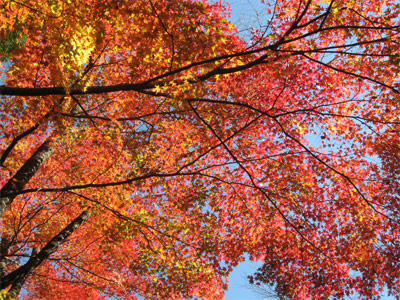 おやじ写真家風紅葉