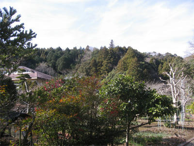 城西国際大学薬草園