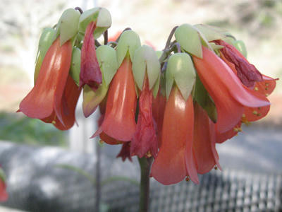 多肉植物の花