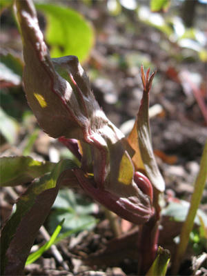 2011年のクリスマスローズ