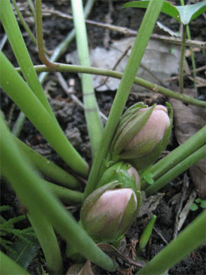 2011年のクリスマスローズのつぼみ